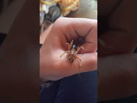 What happens if a Jerusalem cricket bites you?