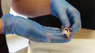 Haygrove School - Year 10 Eye Dissection