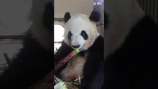 Panda gourmet can tell you bamboo tastes the best at this time of the year