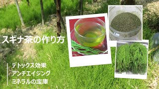 【シニアの嗜み】スギナ茶の作り方＃ミネラルの宝庫＃アンチエイジング＃デトックス＃栄養豊富な野草