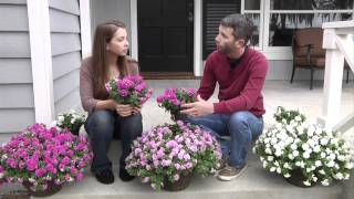 Surfinia Summer Double Petunias: Plant Up Your Front Steps!