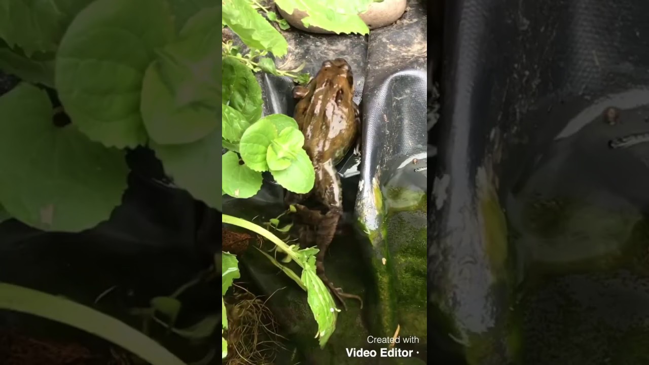 Frog Compilation Youtube