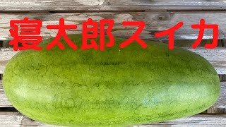 よいやんせ市場で寝太郎スイカ(鹿児島県いちき串木野市）