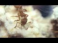 trachymyrmex septentrionalis update