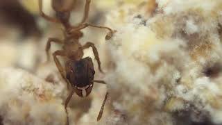 Trachymyrmex Septentrionalis: Update