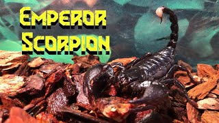 Emperor Scorpion Handling