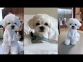 Watch this video before getting a Maltese puppy!