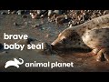 Rescuing Baby Seals | Dodo Heroes | Animal Planet