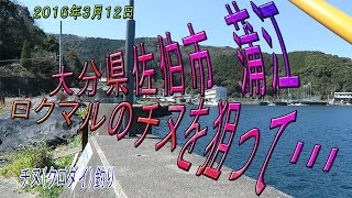 大分県佐伯市　蒲江　ロクマル（６０cm）のチヌを狙って・・・　　２０１６年３月１２日　後編