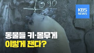 독일, 동물들 키·몸무게 재는 방법은? / KBS뉴스(News)