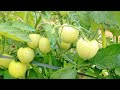 PAG-AALAGA NG KAMATIS Tomato farming in Palawan Island, Philippines