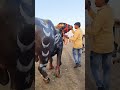 qurbani ka janwar mashallah eid ul adha shortsvideo bakraeid mandi qurbanistatus