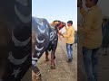 Qurbani ka janwar Mashallah | Eid ul Adha #shortsvideo #bakraeid #mandi #qurbanistatus