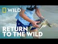 Releasing Stranded Wild Sea Turtles | Magic Of Disney's Animal Kingdom | National Geographic WILD