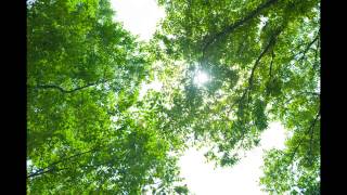 Sunlight Filtering Through Trees 「木洩れ日」