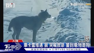 車卡雪堆遇「狼」哭喊救命 警到場:牠是狗｜TVBS新聞@TVBSNEWS01