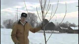 How to Train Young Trees