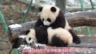 pandacub 大熊貓漢媛於2019年6月生了一對雙胞胎：哥哥麒麟和妹妹甜可