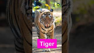 Tiger vs Lion The Ultimate Battle II বাঘ ও সিংহের যুদ্ধ #shorts #tigervslion #lionfight #tigerfight