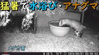 猛暑で水浴び・アナグマが可愛い 2024/8/1