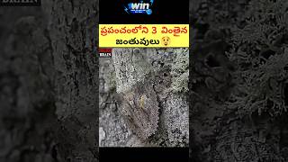 ప్రపంచంలోని 3 వింతైన జంతువులు 😲😲 #shorts #viral