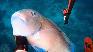 Spearfishing Australia's Tastiest Fish - The Blackspot Tusk Fish