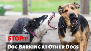 How to Stop your Dog from Barking at other Dogs 🐶