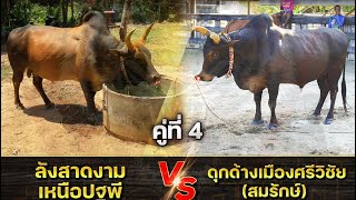 ประวัติ คู่ล้านต่อเช้า สมรักษ์ vs เหนือปฐพี #พี่เสือแดนใต้ #วัวชนวันนี้ #ดูวัวชนสด #ดูวัวชน #วัวชน