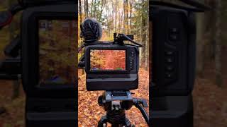 Filming autumn colors with black magic 4k pocket camera, my setup.