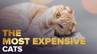 The Most Expensive Cats In The World! 😸