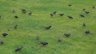 Advance of the Starlings