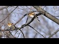 peppola brambling fringilla montifringilla primi piani