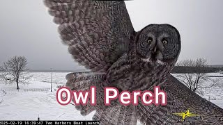 The Owl Perch in Two Harbors 02/19/2025