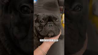 如果你也想养法斗，请你真的要好好考虑下 #frenchbulldog #frenchie #寵物 #프렌치불독 #法斗 #萌宠