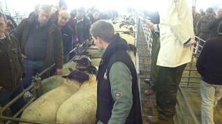 In-Lamb Ewes at Exeter's November Sale