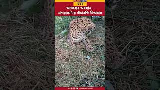 Leopard | ডুয়ার্সের Nagrakata-র হোপ চাবাগানে আটক চিতাবাঘ | Dooars | North Bengal | Tea Garden | News