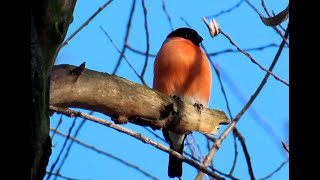 1577. Hýl obecný, Eurasian bullfinch, Gimpel, Goudvink, Снегирь, Gil zwyczajny, Bouvreuil pivoine