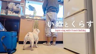 シニア犬のフレンチブルドッグと迎える立春の暮らし vlog #36