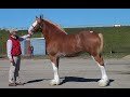 EVERYTHING YOU WANTED TO KNOW ABOUT DRAFT HORSES