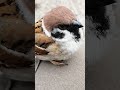 ガン見 bird japanese sparrow