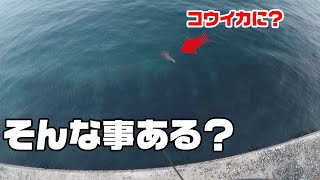 コウイカの後ろにエギを投げてみた結果