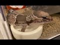 温泉に浸かりながらのんびり過ごすヤモリ【 ニシアフ】【happy gecko life】