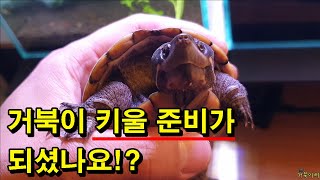 [#거북이씨​]  거북이 키울 준비가 되셨다면 한 번 더 생각해 보세요.