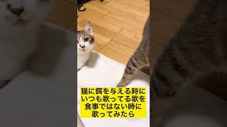 猫に餌を与える時にいつも歌ってる歌を、食事じゃない時に歌った時のネコの反応#shorts