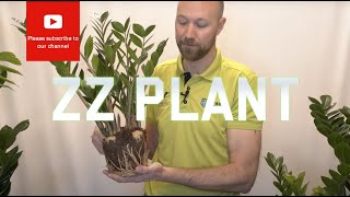 All you need to know about Zamioculcas Zamiifolia (ZZ Plant)