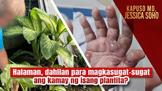 Halaman, dahilan para magkasugat-sugat ang kamay ng isang plantita? | Kapuso Mo, Jessica Soho