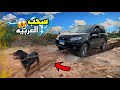 اتحديت كلبي الروت وايلر يسحب العربيه | يا ترا هيقدر ولا لا 😱