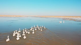 黄河湿地にハクチョウが飛来　内モンゴル自治区ウラド前旗