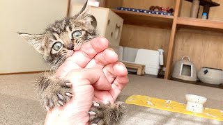 食事中に突然暴れる子猫