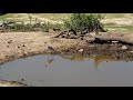 djuma private game reserve live stream